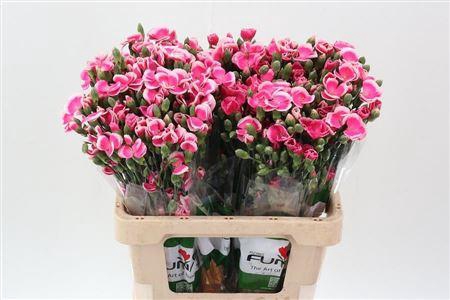 <h4>Di Lala Sabor X20</h4>