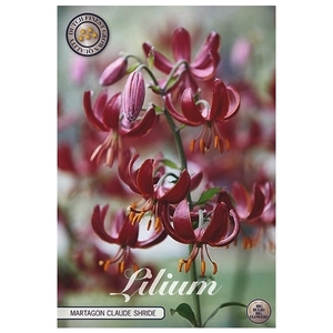 Lilium claud shride x 2 l