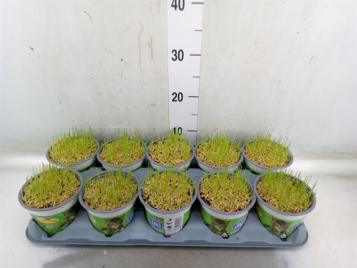 <h4>Hordeum sp.   ...kattegras zaai</h4>