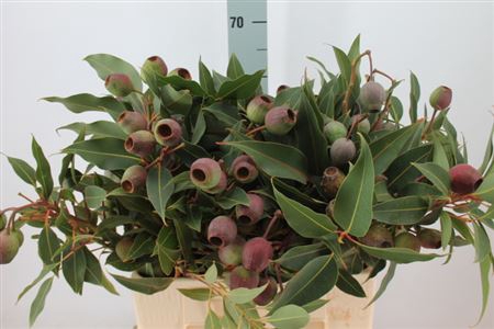 <h4>Euca Robusta Gigante Zuid Africa Pertak</h4>