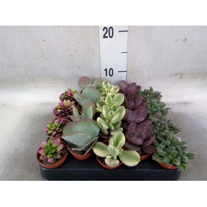 Succulents   ...