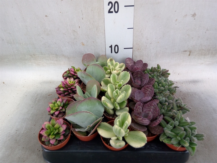 <h4>Succulents   ...</h4>