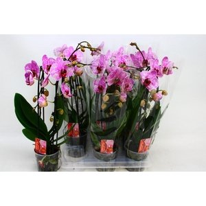 PHAL EL CASCADE