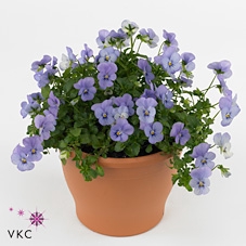 Viola cornuta zink 33 licht blau