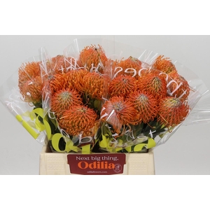 Nutans Ayoba Orange
