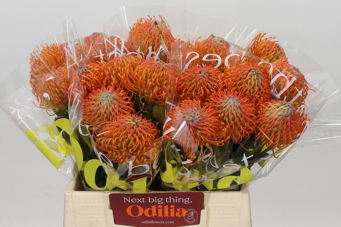 <h4>Nutans Ayoba Orange</h4>