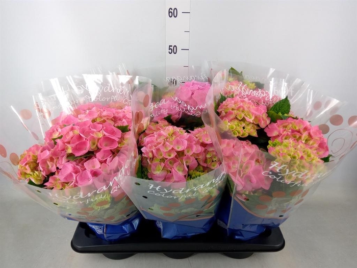 Hydrangea mac. 'Sarena'