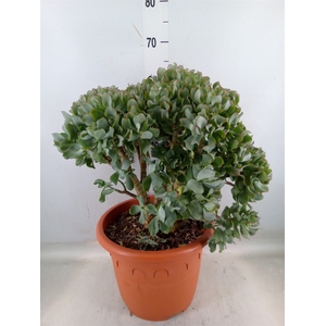 Crassula arborescens 'Curly'