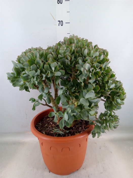 <h4>Crassula arborescens 'Curly'</h4>