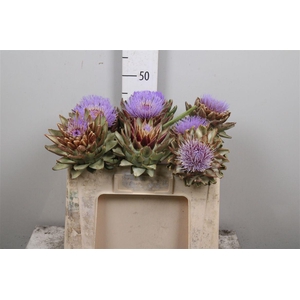 Cynara Sc Green Glob
