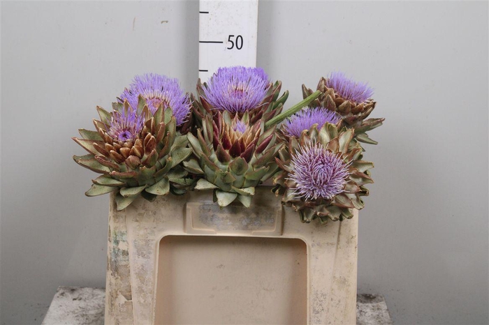 <h4>Cynara Sc Green Glob</h4>