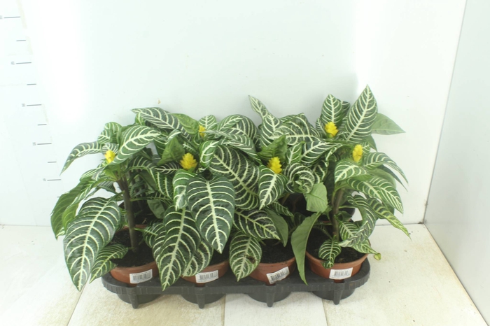 <h4>APHELANDRA COM FLOR P15 COM FLOR</h4>