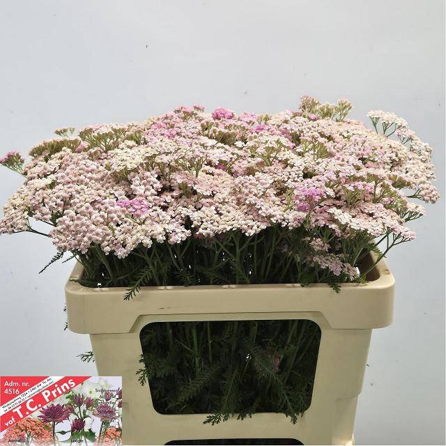 <h4>ACHIL M LILAC BEAUTY</h4>