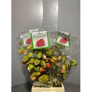 Papaver Prima Mix