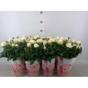 Rosa  'Amorosa Infinity White'