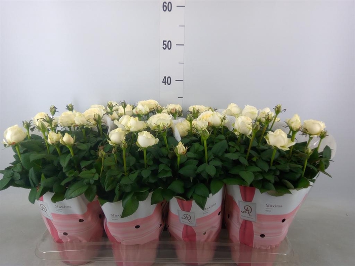 <h4>Rosa  'Amorosa Infinity White'</h4>
