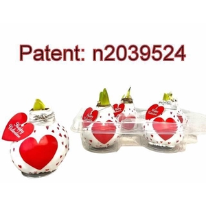 BLOEMBOL HIPPEASTRUM