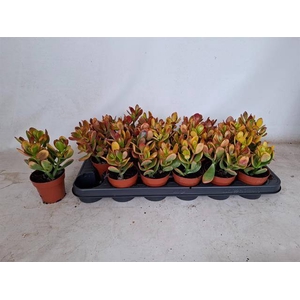 Crassula ovata Sunset 8,5Ø 17cm