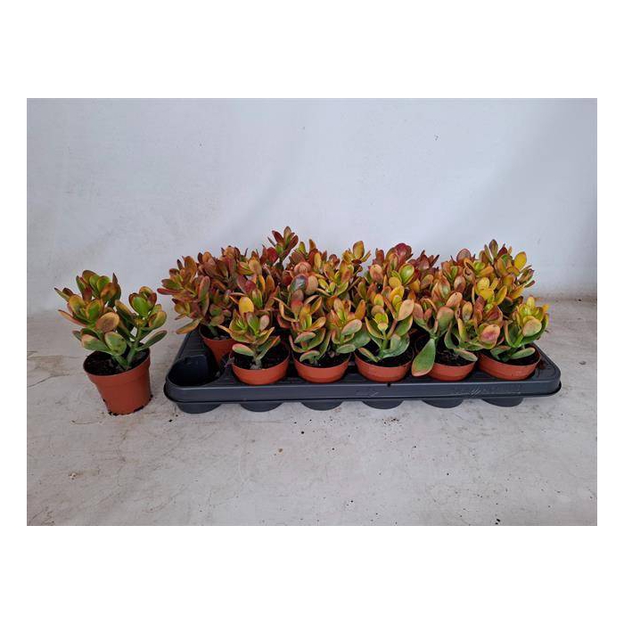 <h4>Crassula ovata Sunset 8,5Ø 17cm</h4>
