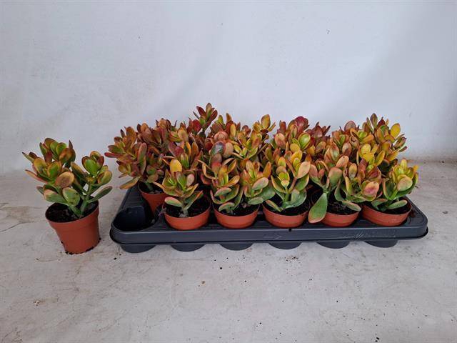 Crassula ovata Sunset 8,5Ø 17cm