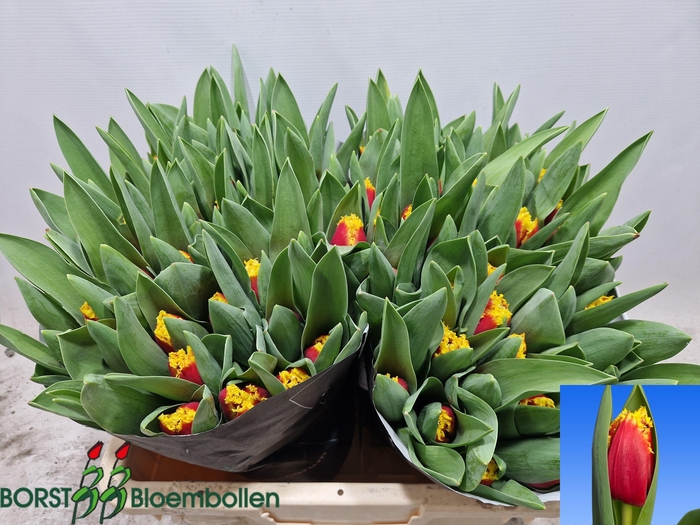 <h4>TU FR TOURMALET</h4>