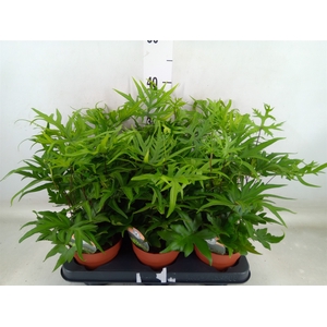 Doryopteris pedata