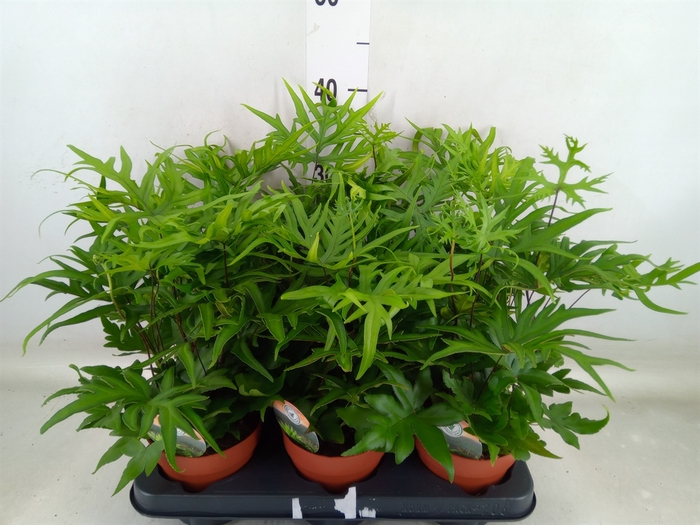 <h4>Doryopteris pedata</h4>