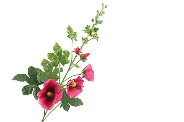 <h4>Alcea Large Dark Pink</h4>