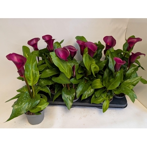 ZANT ROYAL VALENTINE