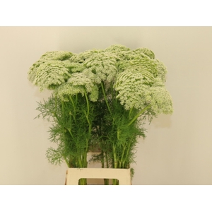 Ammi Visnaga