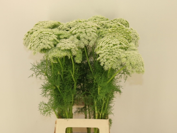 <h4>Ammi Visnaga</h4>