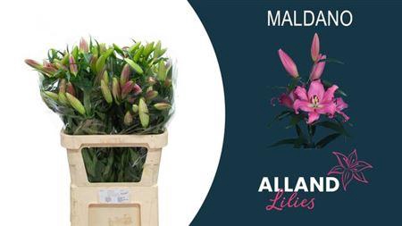 <h4>Li Ot Maldano 3+</h4>