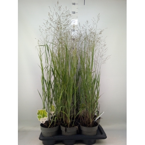 Panicum virgatum 'Heavy Metal'
