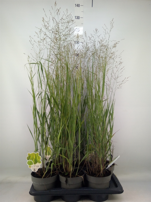 <h4>Panicum virgatum 'Heavy Metal'</h4>
