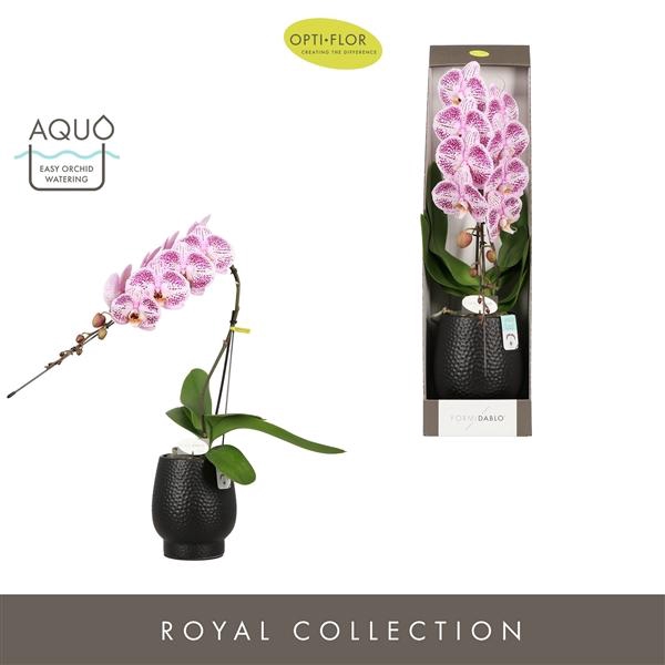 <h4>Formidablo Iguazu Falls in Abruzzo Black Aquo Showdoos</h4>