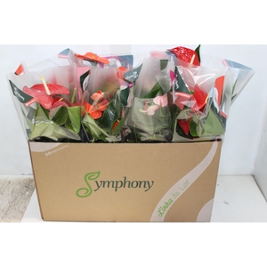 ANTHURIUM VARIADO P15