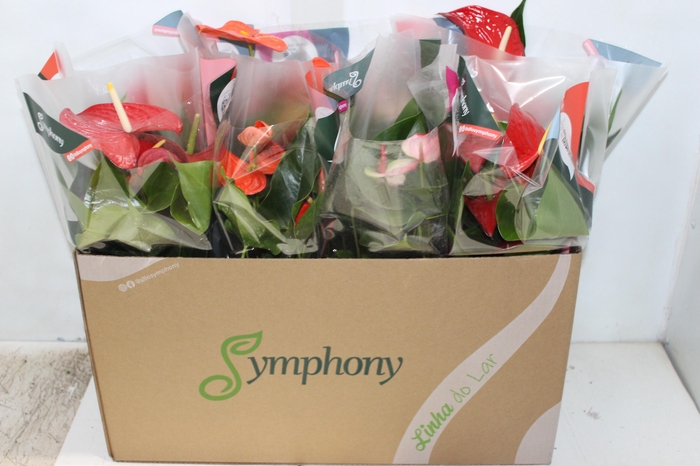 <h4>ANTHURIUM VARIADO P15</h4>
