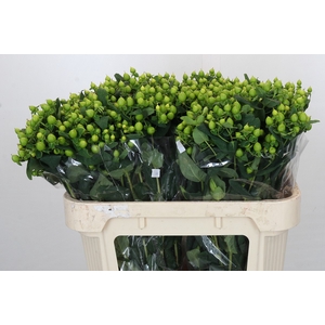 Hypericum Magical Green Power