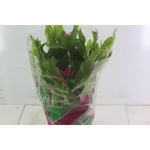 ASPLENIUM CRISSIE P19