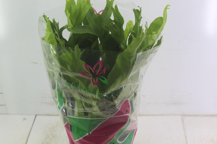ASPLENIUM CRISSIE P19