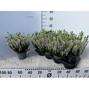 CALLU BL VERENKA