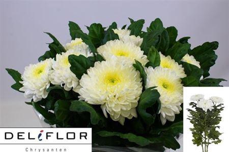 <h4>Chr G Zembla</h4>