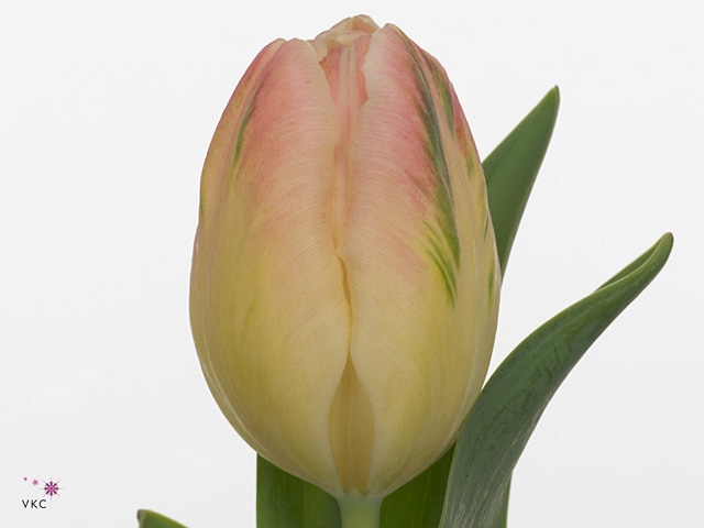 Tu Pa Libr Parrot Lib Par 50