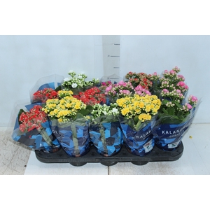 KALANCHOE DOBRADO P11