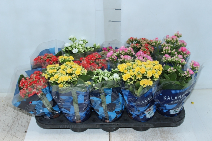 <h4>KALANCHOE DOBRADO P11</h4>