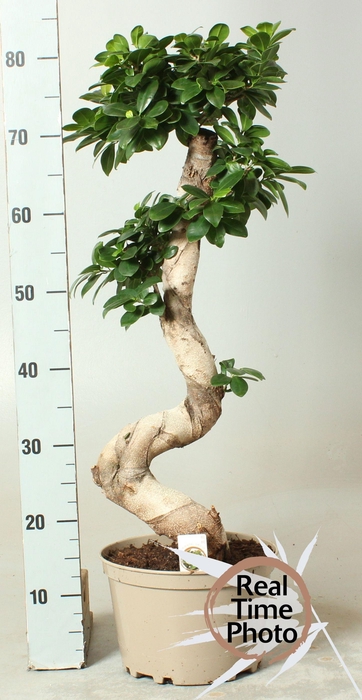 <h4>FIC MI GINSENG</h4>