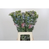 Oxypetalum Tweedia Blue