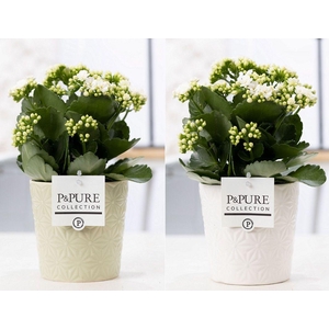 Kalanchoe white in P&PURE Juliette ceramics ass.2