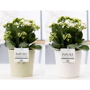 Kalanchoe white in P&PURE Juliette ceramics ass.2