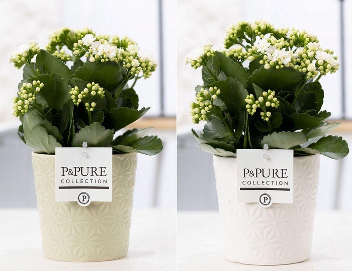 <h4>Kalanchoe white in P&PURE Juliette ceramics ass.2</h4>